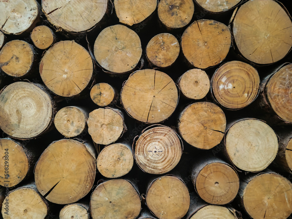 Fototapeta premium stack of firewood
