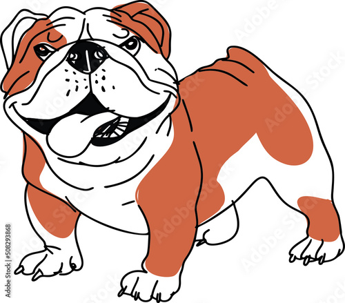 Cute  english bulldog sketch. Vector illustration in hand drawn style