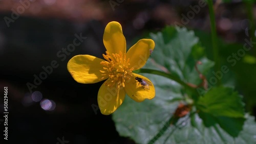 Kingcup or Marsh Marigold in natural ambient (Caltha palustris) - (4K) photo