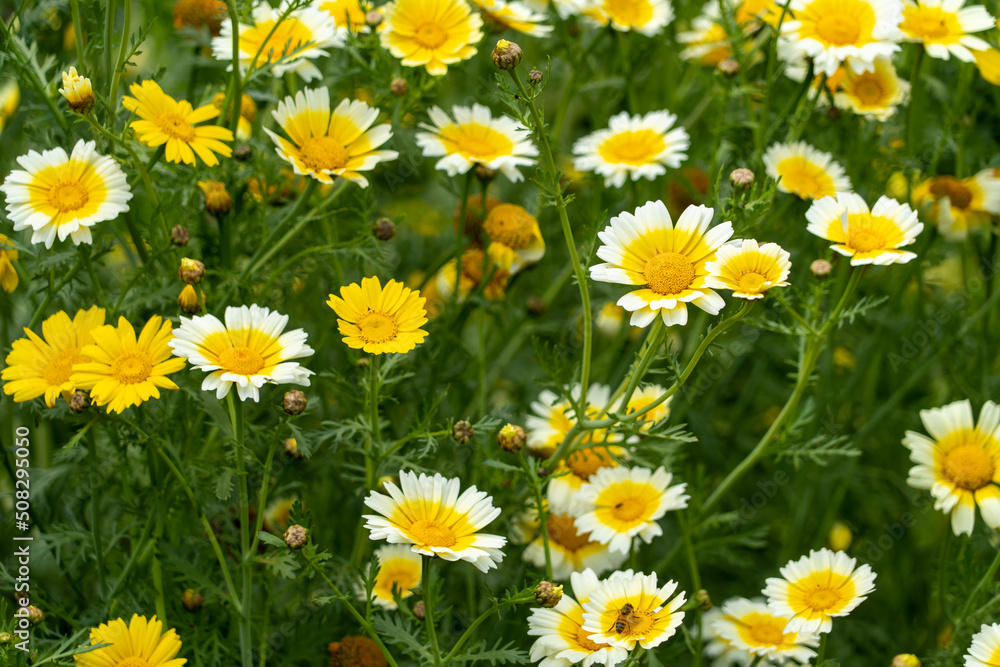 Daisies in bloom with Bee Daisies in bloom with Bee