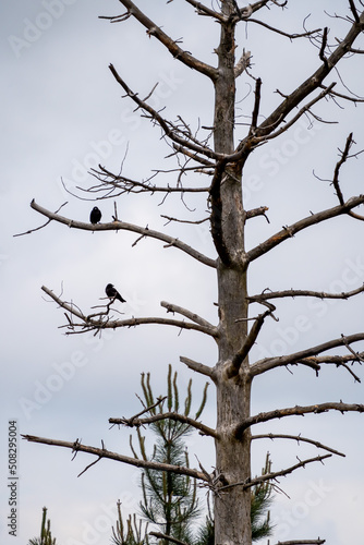 Crows on a dead tree