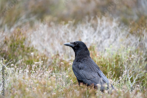 Crow on the ground in heathland
