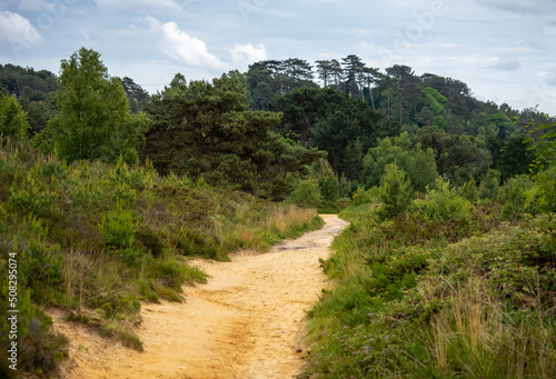 Canford Heath pathway