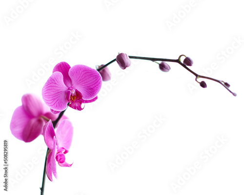 fuchsia orchid on white background Fototapet