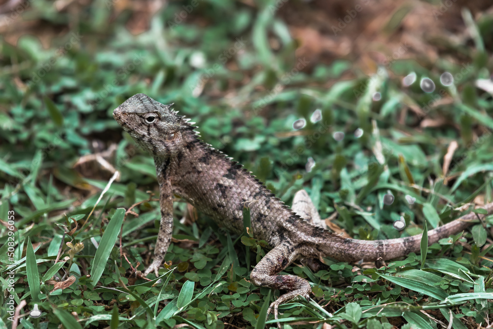 The iguana is hiding in the low grass The iguana is hiding in the low grass