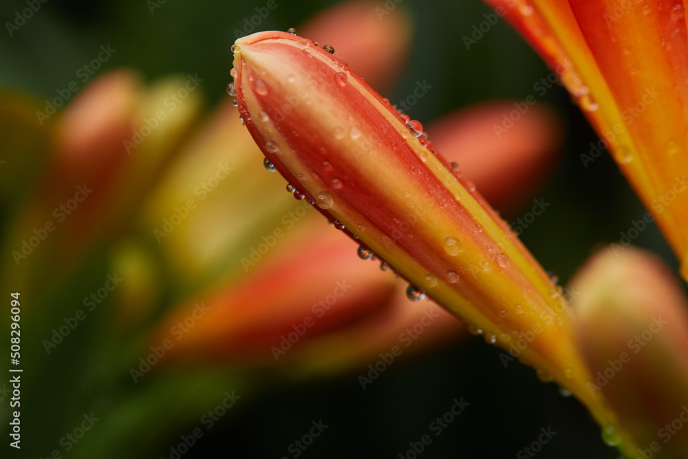 red lily flowers in drops of dew. close-up red lily flowers in drops of dew. close-up
