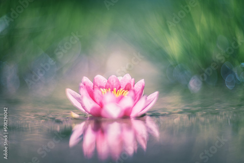 Pink lotus flower or water lily in water vintage lens rendering 
