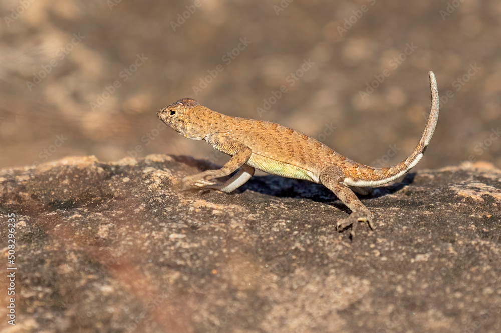 The greater earless lizard (Cophosaurus texanus) The greater earless lizard (Cophosaurus texanus)