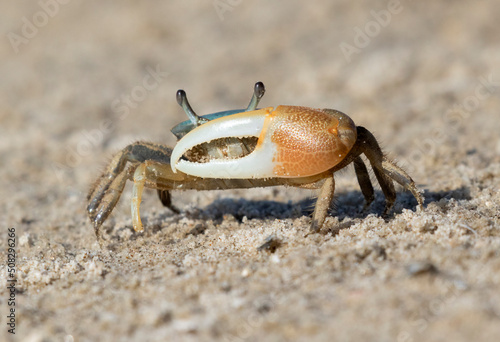 Canvas Print Male brackish water fiddler crab (Uca minax) in Galveston, Texas