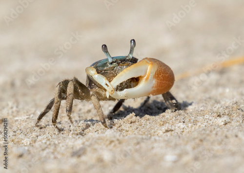 Male brackish water fiddler crab (Uca minax) in Galveston, Texas