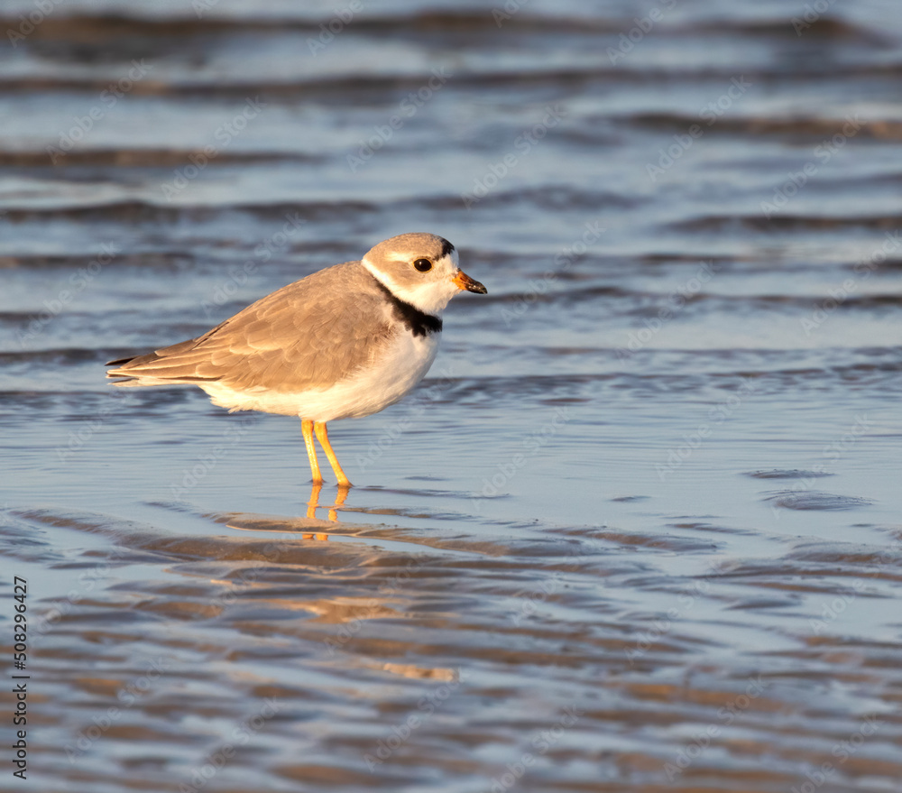 The piping plover (Charadrius melodus) in Galveston, Texas