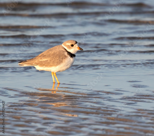 The piping plover (Charadrius melodus) in Galveston, Texas