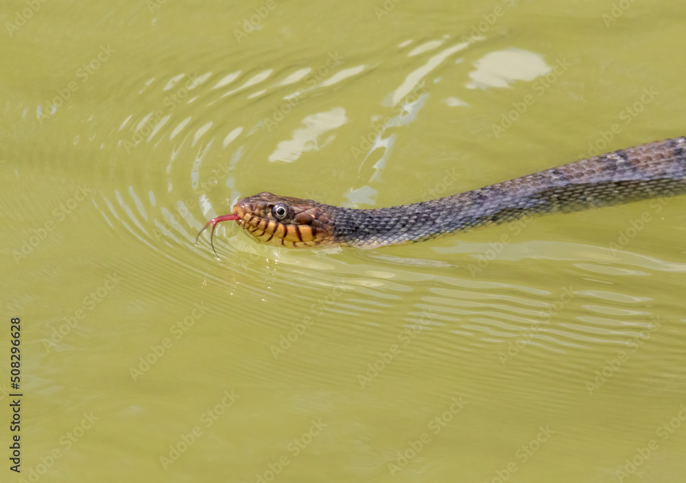 Swimming water snake (Nerodia sp.) Swimming water snake (Nerodia sp.)