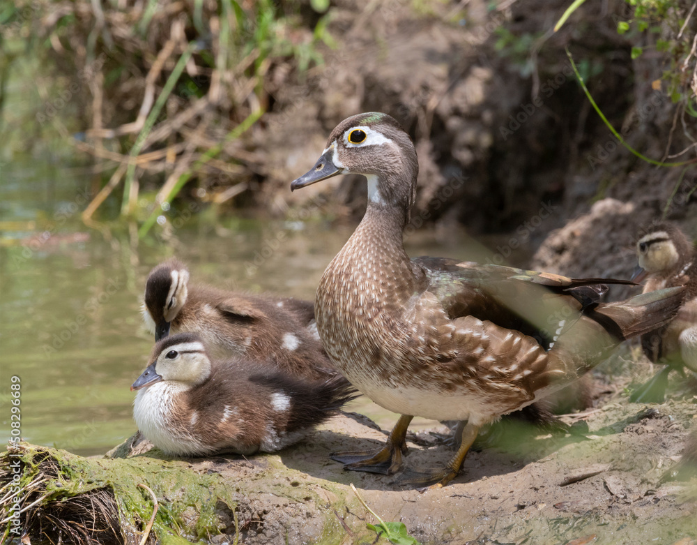 Female of wood duck with ducklings Female of wood duck with ducklings