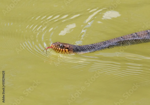Swimming water snake (Nerodia sp.) 