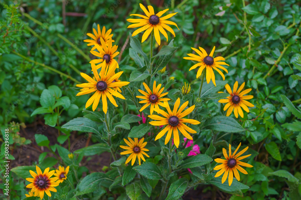 Black-eyed Susan in bloom in the garden, floral background. Black-eyed Susan in bloom in the garden, floral background.