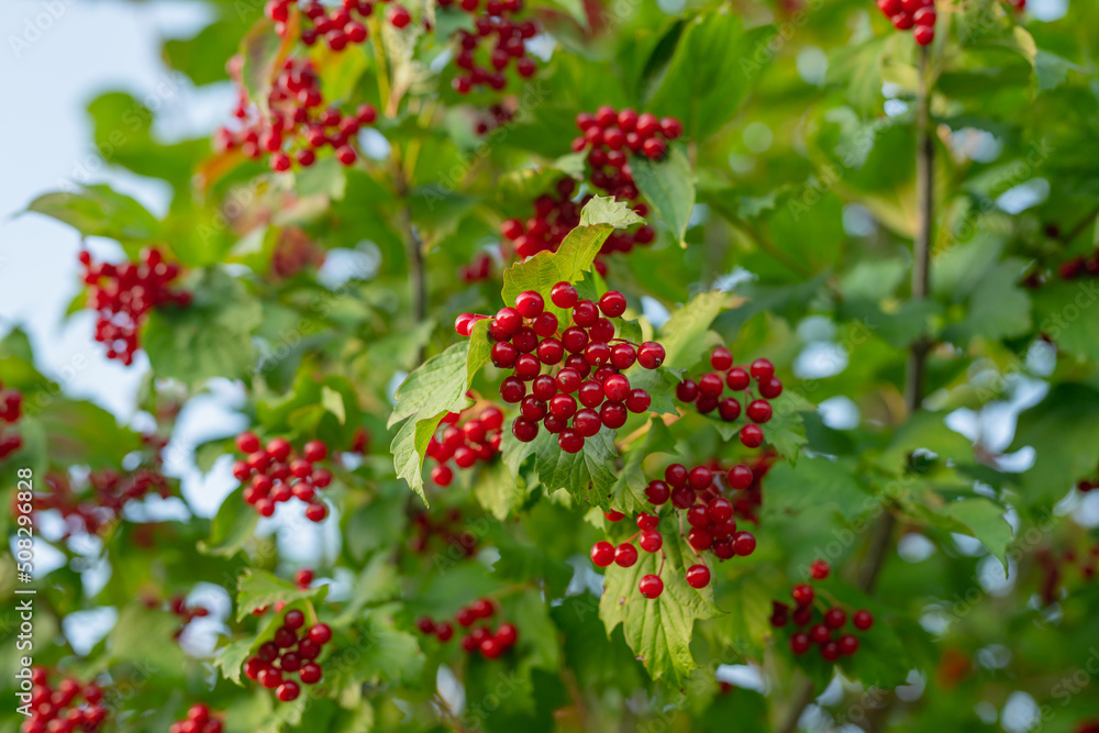 Guelder Rose berries, pretty ornamental plant with bright juicy berries Guelder Rose berries, pretty ornamental plant with bright juicy berries