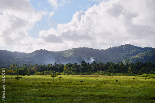 Tropical landscape with buuls on the green field.