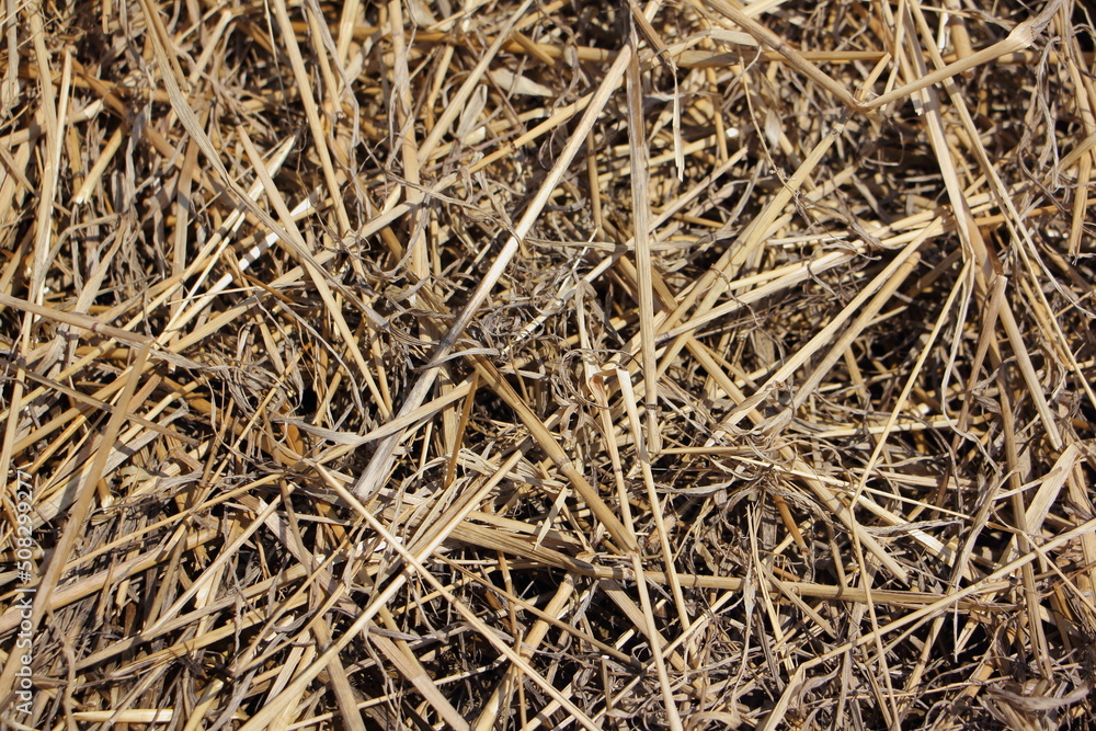 Beige background made of old straw. Beige background made of old straw.