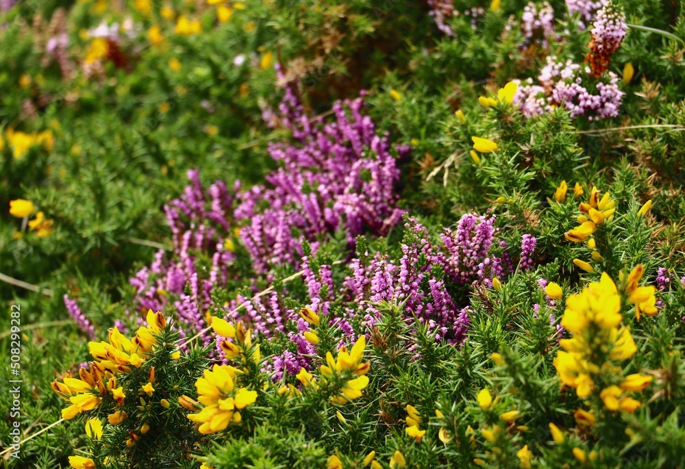 fleurs fleurs