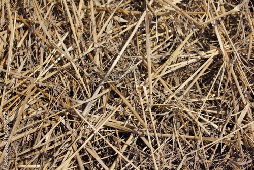 Beige background made of old straw.