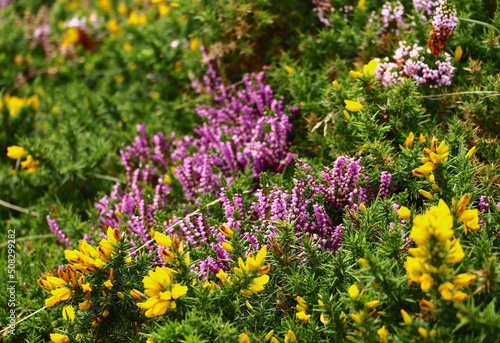 fleurs