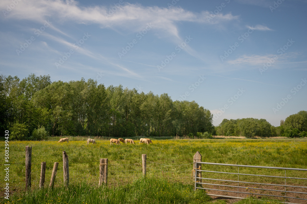 Beautiful landscape of the  field with yellow  wildflowers. Cows graze on the field