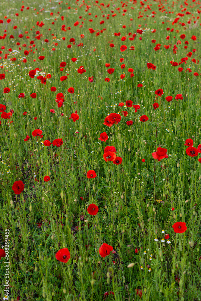 Blooming poppies in the meadow.