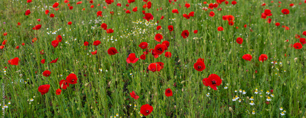 Blooming poppies in the meadow.