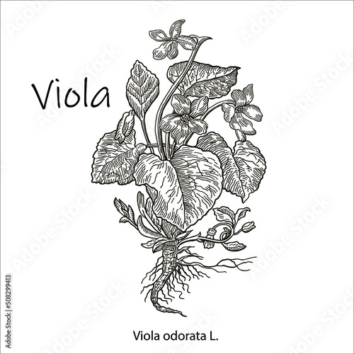 Viola odorata. Hand drawn vector illustration of violets on white background. Wild grasses and flowers. Botanical illustration