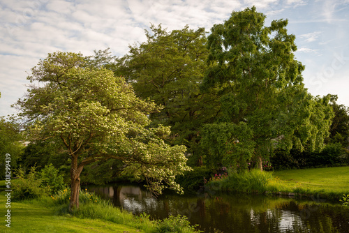 Beautiful  landscape of park trees located along the bank of the canal. Reflection of trees and blue sky in the water