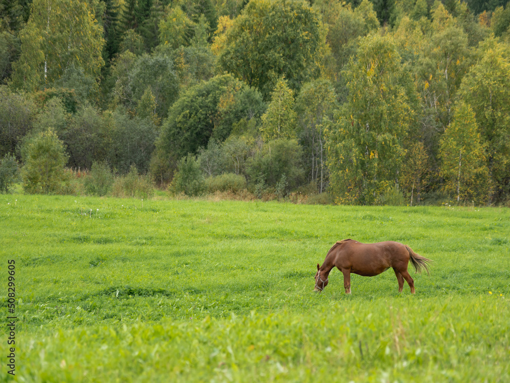 Brown horse is grazing on meadow. Farm animal walks on green grass. Animal husbandry in countryside. Brown horse is grazing on meadow. Farm animal walks on green grass. Animal husbandry in countryside.