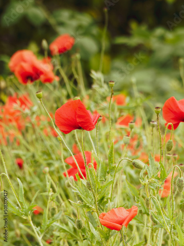 Papaver rhoeas   Common red poppies or field poppies