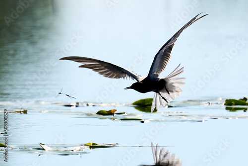 Black tern (Chlidonias niger)