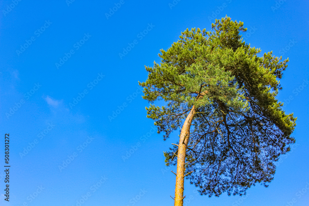 Blue sky with beautiful natural forest tree landscape Germany.