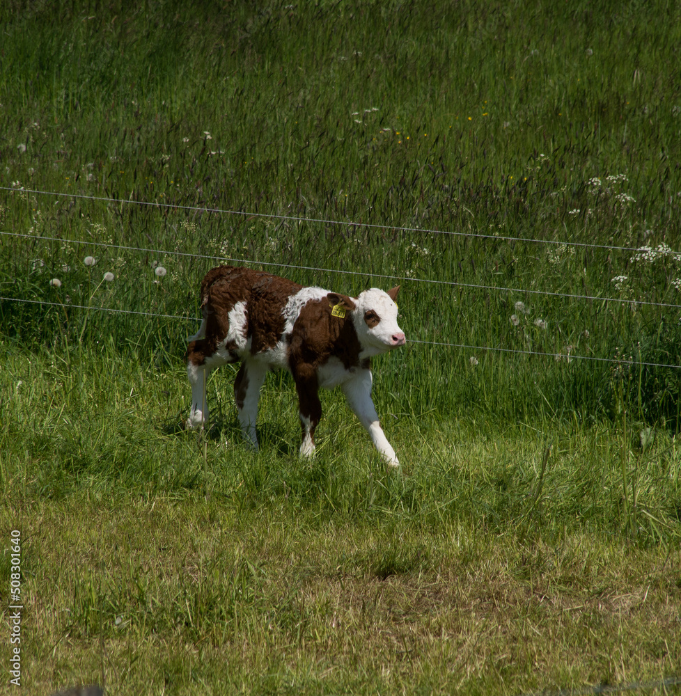 Tiny calf on meadow in the german area called Rothaargebirge