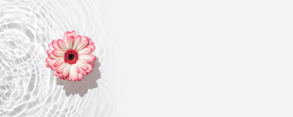Sunny summer background with gerbera flower. The texture of the water surface.