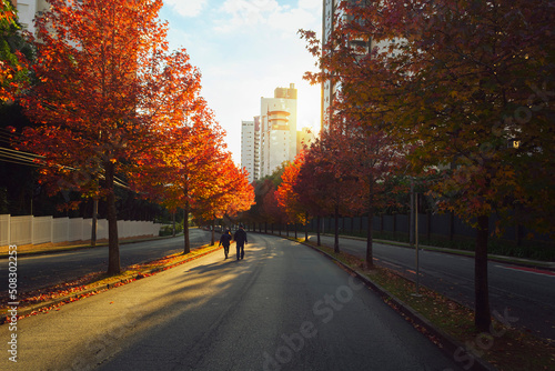 Street with autumn trees at dawn in the city of Curitiba, Brazil.