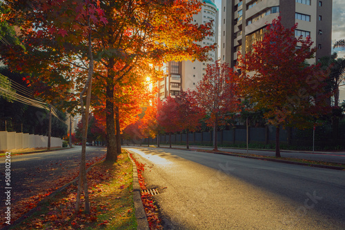 Street with autumn trees at dawn in the city of Curitiba, Brazil. photo