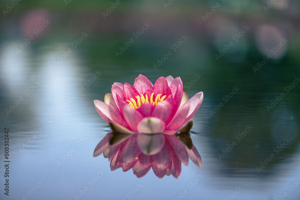 pink water lily or lotus flower reflected in water pink water lily or lotus flower reflected in water