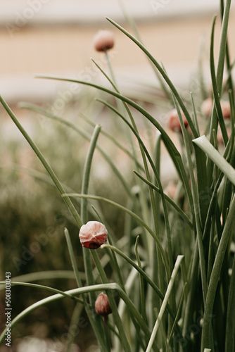 Fresh chives growing in the garden. Closeup of edible plant. 