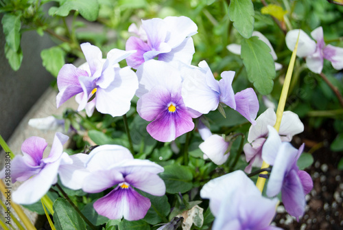 flowers in the garden