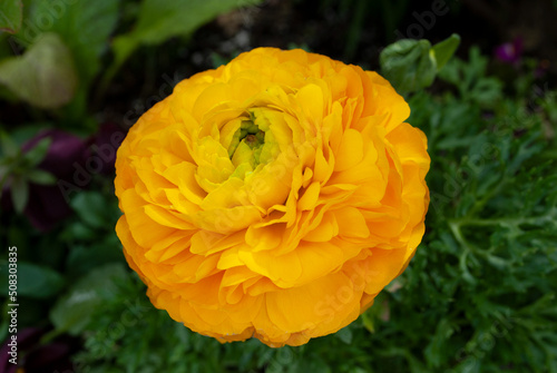 yellow flower in the garden