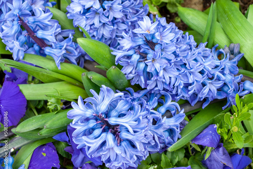 blue hyacinth flowers