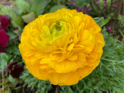 yellow and red flower