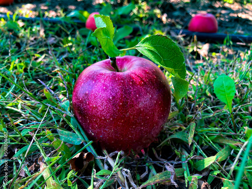 red apple on the grass