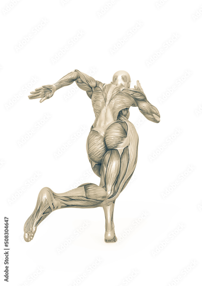 female bodybuilder is running in white background rear view female bodybuilder is running in white background rear view