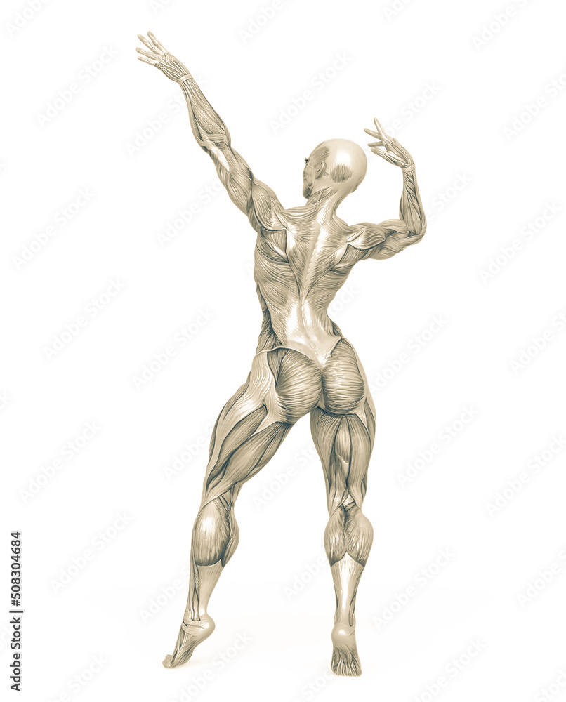 female bodybuilder is showing the guns up white background rear view