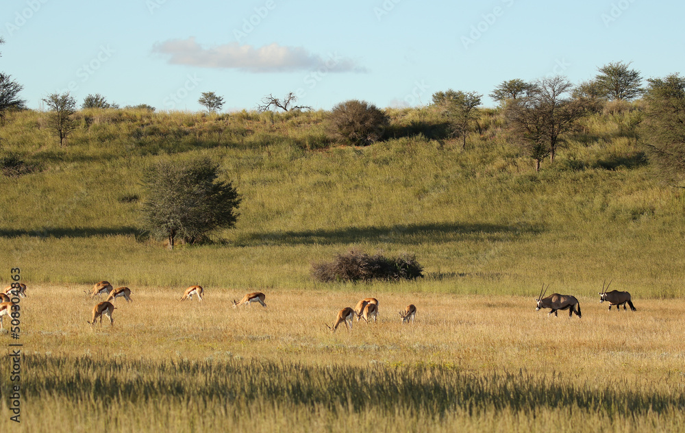 Gemsbok and Springbok in the Kgalagadi Gemsbok and Springbok in the Kgalagadi