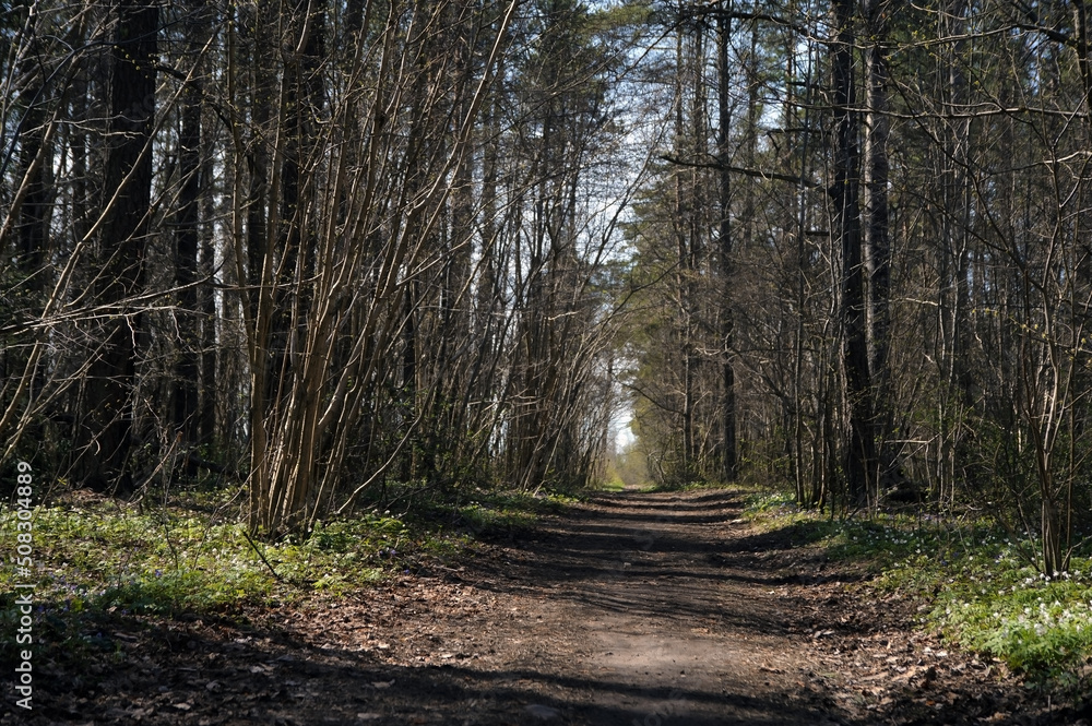 Fototapeta premium Lonely forest road and blue sky